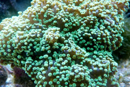 Some photos I took through a tank at James Cook University! Photographer: Melanie Wood