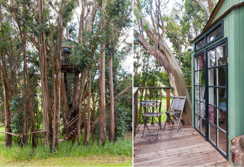 treehauslove: Swallowtail Magic Grove Treehouse. A treehouse in its own tiny eucalyptus tree forest.