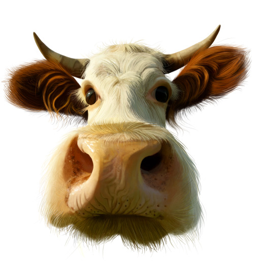 Cow face by Albeniz Rodriguez