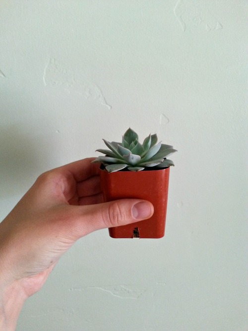 saveyoursucculents:  howtocamping:  help I bought these succulents at the farmer’s market in Temecula last month, and now they’re losing their leaves what do I do.  Succulents shed old lower leaves to fuel the growth of new upper leaves. When the