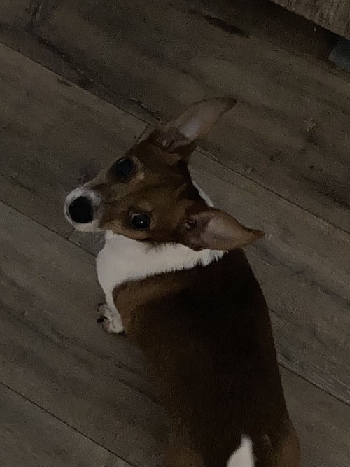 Dog Posting Because I Want You All To See My Reason To Live