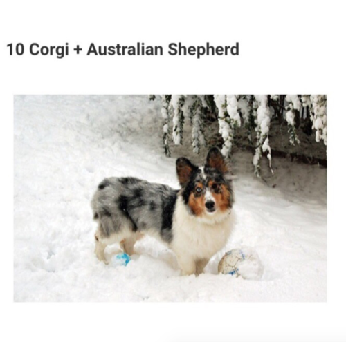 babyanimalgifs: 10 Adorable Photos of Corgis Mixed With Other Dog Breeds :D eeeee~! <333