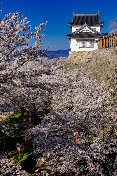 津山城の春