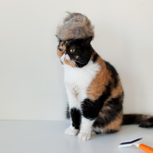 pudgethecat:Do u like my toupée?☑ yes ◻ no