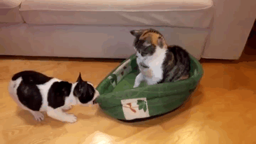 tastefullyoffensive: Cats are adorable little jerks.