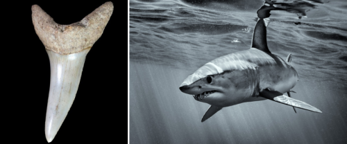 image credit: Fossilera (mako shark tooth) and George Karbus Photography (mako shark black and white