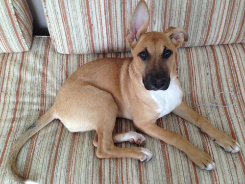 handsomedogs:  Here is my beautiful, smart and loving dog, Lucy. She’s a german shepard mix who we found (at just 8 weeks!) on the street in Oakland. She enjoys cuddles, coconut water and the beach. What a heartbreaker.