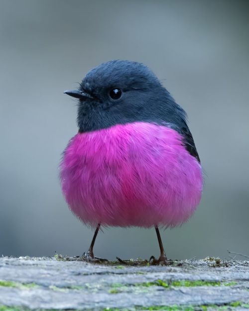 elodieunderglass:  bunjywunjy:  vanillaorchid:blondebrainpower:  The pink robin (Petroica rodinogaster) is native to south-eastern Australia. Unlike its European relatives, it is quite small in size, measuring about 13.5 cm long. Stout little teapot 
