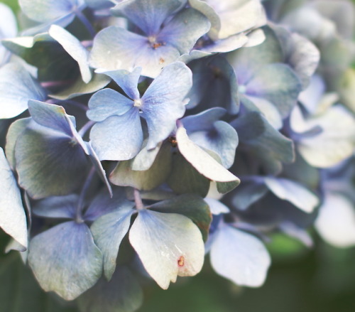 思いきり愛されたくて駆けてゆく六月、サンダル、あじさいの花