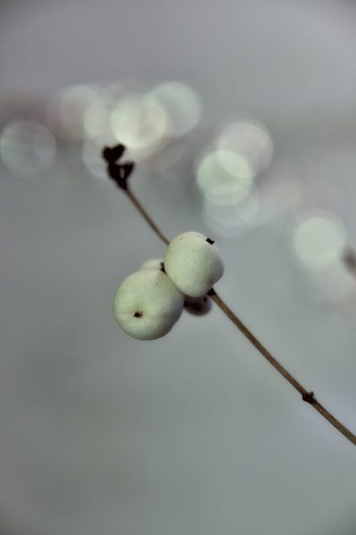White Winterberries(via the Bokeh and Lightning Gallery)