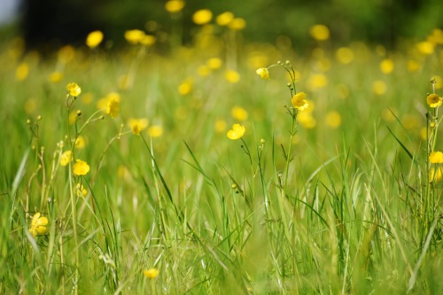 buttercups