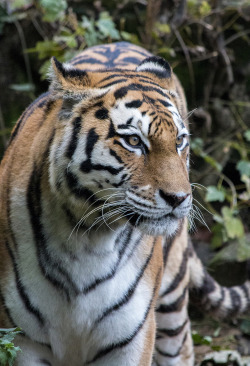 wild-diary:  Tigress | Hans De Bisschop 