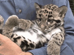 xanthera:  CLOUDED LEOPARD BABY 