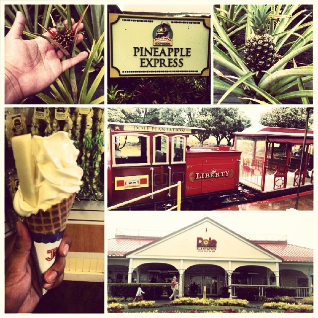 Today’s tourist attraction…. The Dole plantation.