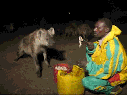 nemotes:  The Hyena Man - “Feeding wild