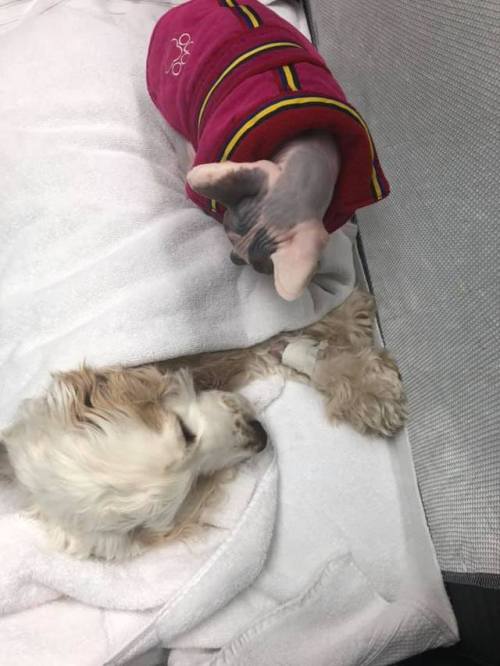 catsbeaversandducks: “This is Shadow’s second surgery with us. This one was a tumour rem