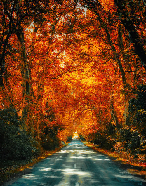 natureac: Take The 52 Week Photo Challenge or Check Out DSLR cameras here