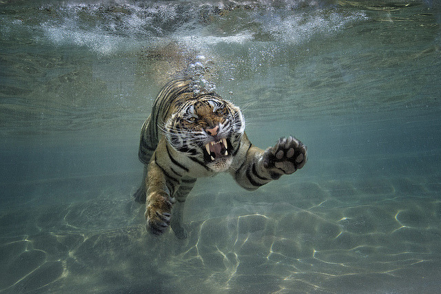 The San Diego Zoo Safari Park’s new Tiger Trails...