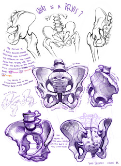fryingtoilet:  Bone portfolio for LD class from first year lol. I’m still fond of the drawings… (though the black and white ones are from like 4 years ago lol wtf)