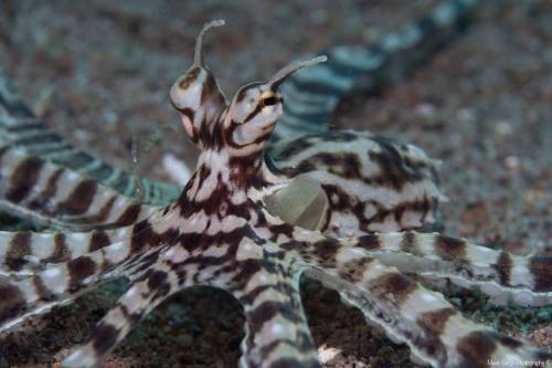 The mimic octopus is known to mimic other animals. it will mimic the predator of any animal it wants