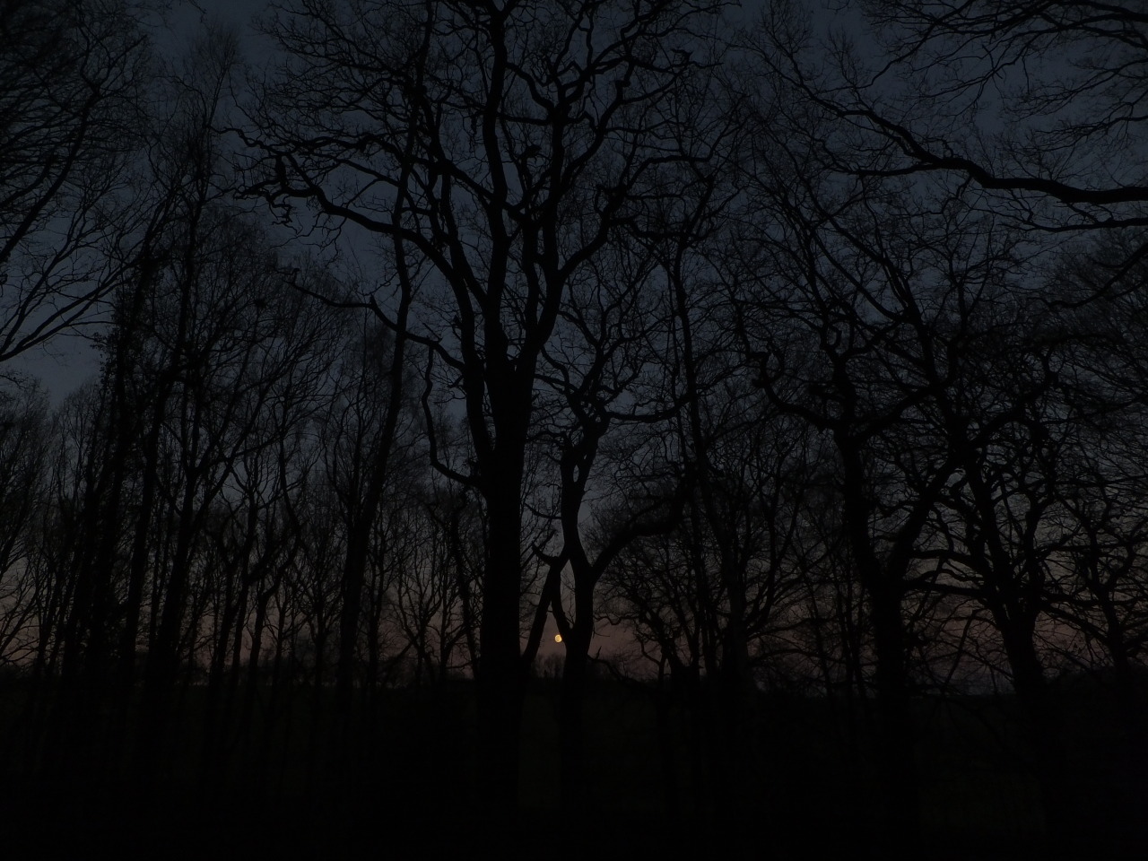 Wolf Moon Rising [Jan ‘22] #own photo#woods#forest#night#dark nature#moon#la luna#gothic#darkness#woodland#peace#serenity#moonrise#lensblr#dark#winter#night sky #was away from social media when I took these  #seems ages ago already  #how barren the trees are