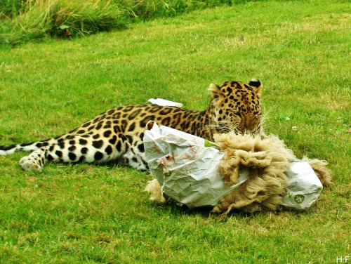 Some More Photos Of The Amur Leopard At Yorkshire Wildlife Park, Playing With An Enrichment Toy.