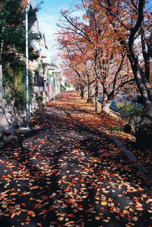 cherry avenue in late autumn taken on 2013/11/26.Konica BiG mini BM-301, Kodak GC400By : Atsuhiko Ta