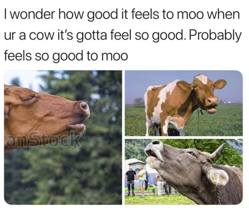 thathighclassbitch: dasha-henshins: beyoncescock: youre lying if you didnt trying mooing after readi