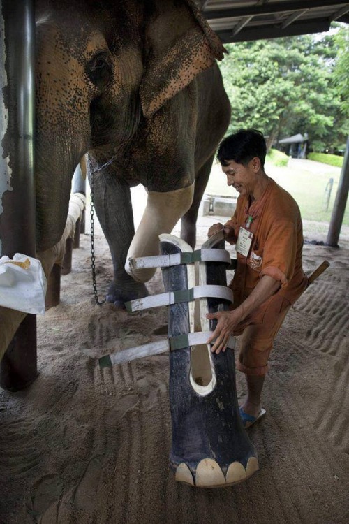 coolthingoftheday:  Motala, a fifty-year-old Asian elephant, lost his foot after stepping on a land mine. Thanks to the dedicated workers at the world’s only elephant hospital located in Lampang, Thailand, he received a new prosthetic leg.   
