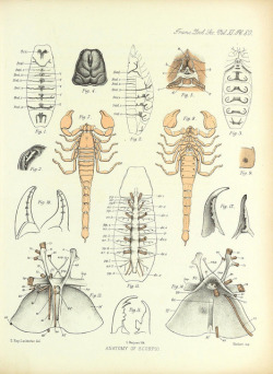 scientificillustration:  On the muscular