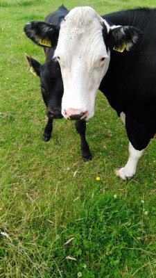 cowsncatsbestpets:  Cute cow