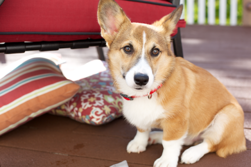 everythingcorgi: Okay, maybe not the most recent picture, but I’m still a handsome corgi pup! #bark!