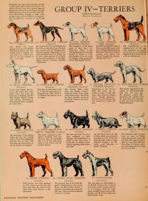 nemfrog:Terriers. The origin of the dog. American Museum of Natural History guide booklet. 1953. Rep