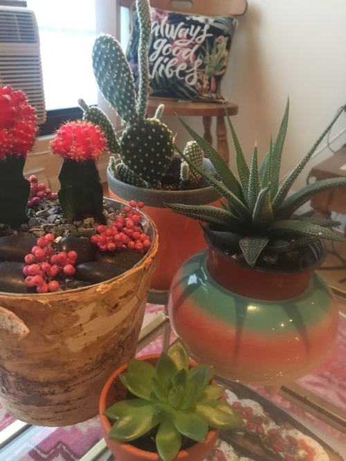 Cactus vibes