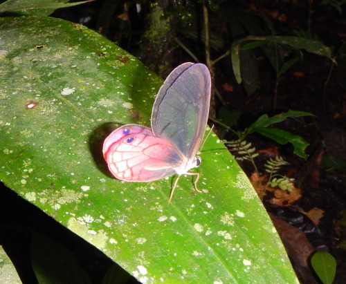 buggirl: This one is known as the Blushing Phantom, Cithaerias sp.   The butterfly’s wings were com