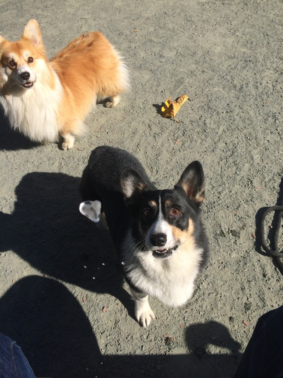 twosillycorgis:  Eddie gracefully catches an ice cube. A photo story, part one.