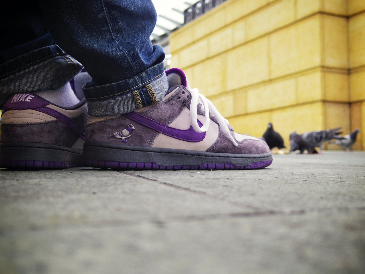 purple pigeon dunks