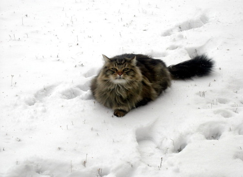 catsbeaversandducks:  10 Cats Who Would Love to Move to Brazil Photos via postomania.ru 