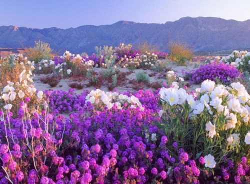 happyharry101:Flowering Desert, Atacama Desert, Chile