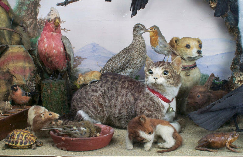 Walter Potter (2 July 1835 – 21 May 1918) was an English taxidermist noted for