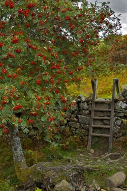 bonitavista:  Snowdonia, Walesphoto by stuart