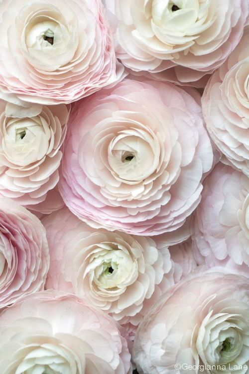 bellasecretgarden:“Cloni Ranunculus in Paris, Fine Art Photography Print by Georgianna Lane”