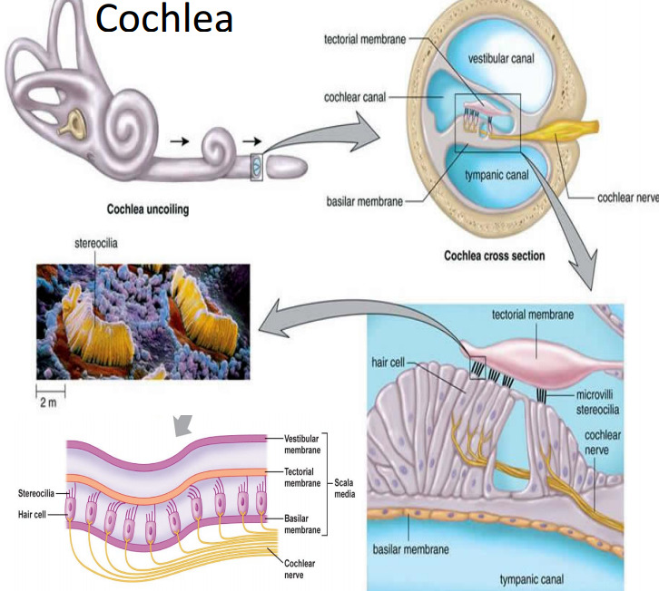 #ear anatomy on Tumblr