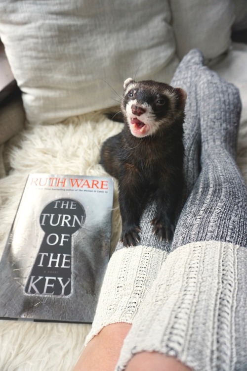 the-book-ferret: What secrets hide behind the doors of this happy home?