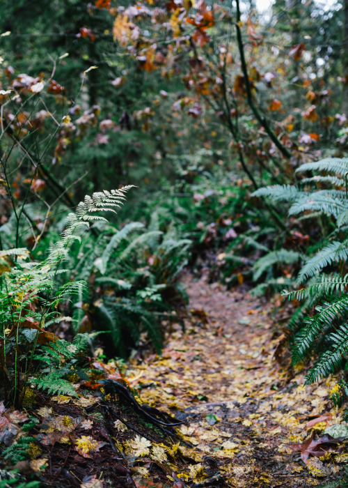 itakephotosofallthethings:  Autumn Walker Issaquah, WA More photos by John Westrock on Flickr. 