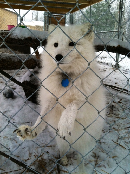 The Arctic Fox Toto! Catch a new pic :)