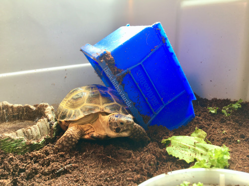 What?!  You’re out of dandelions and clover for me already, Mom?!  And you’re 