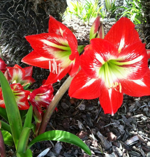 zamii070:California has pretty flowers