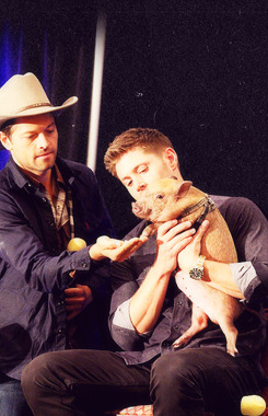  Misha crashes the J2 panel with a piggie