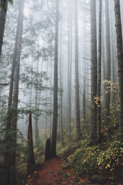 accio-forest:  Foggy mornings in the Pacific